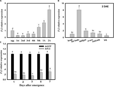 Frizzled 2 Functions in the Regulation of TOR-Mediated Embryonic Development and Fecundity in Cyrtorhinus lividipennis Reuter